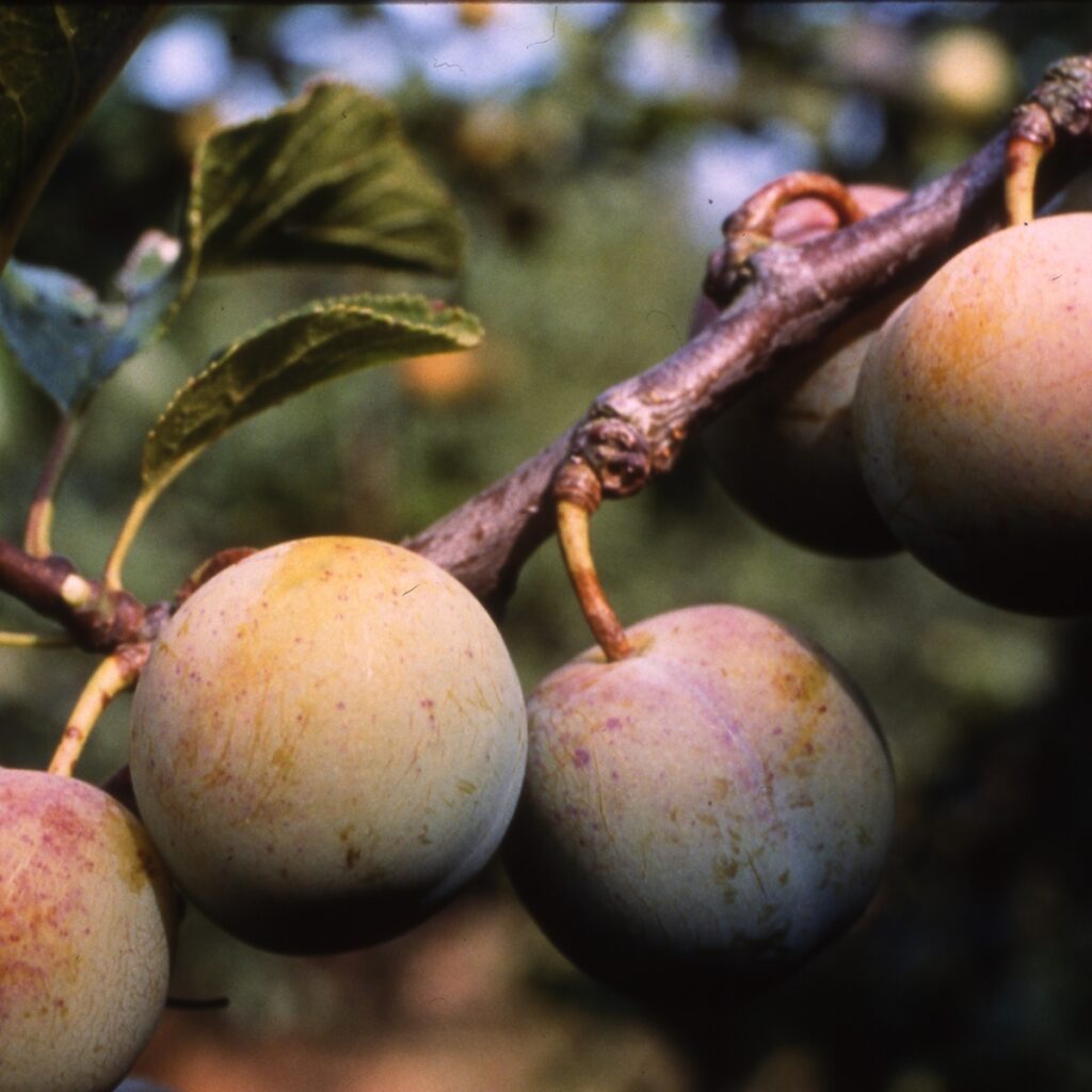 Gage Cambridge Bush Fruit Tree 5038838001130 2